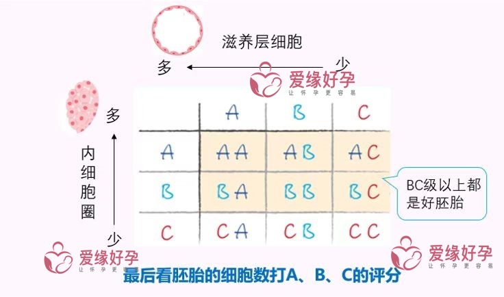 胚胎报告如何解读？4AB中的数字和字母分别代表什么含义？